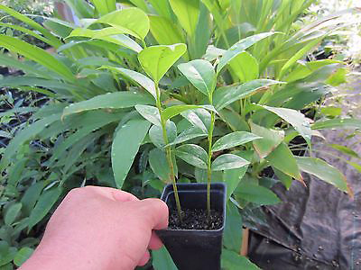 Plant de graviola corossol en pot