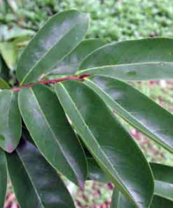 La feuille de corossolier anti cancer naturel puissant