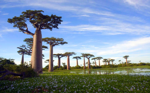 Pastilles de baobab – Image 3
