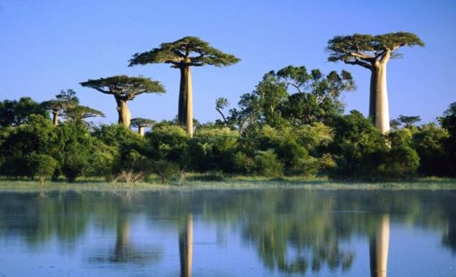 Fruit entier de Baobab – Image 4
