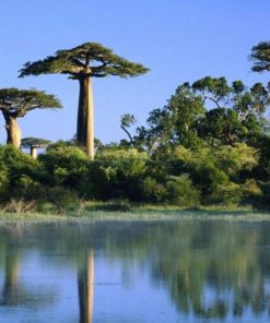 Le baobab sauvage africain