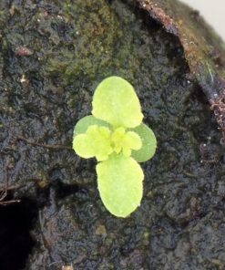 Plante d'Artemisia Annua Armoise Annuelle Baomix Biologiquement