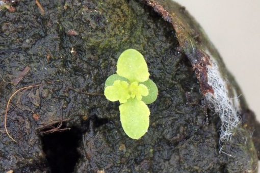 Plante d'Artemisia Annua Armoise Annuelle Baomix Biologiquement