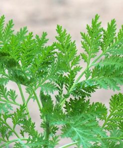 Plante d'Artemisia Annua Armoise Annuelle Baomix Biologiquement