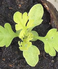 Plante d'Artemisia Annua Armoise Annuelle Baomix Biologiquement