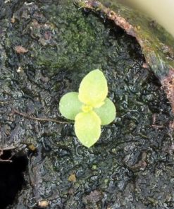 Plante d'Artemisia Annua Armoise Annuelle Baomix Biologiquement