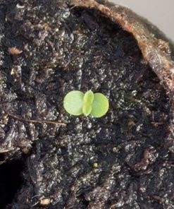 Plante d'Artemisia Annua Armoise Annuelle Baomix Biologiquement