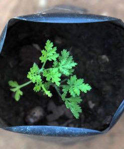 Plante d'Artemisia Annua Armoise Annuelle Baomix Biologiquement