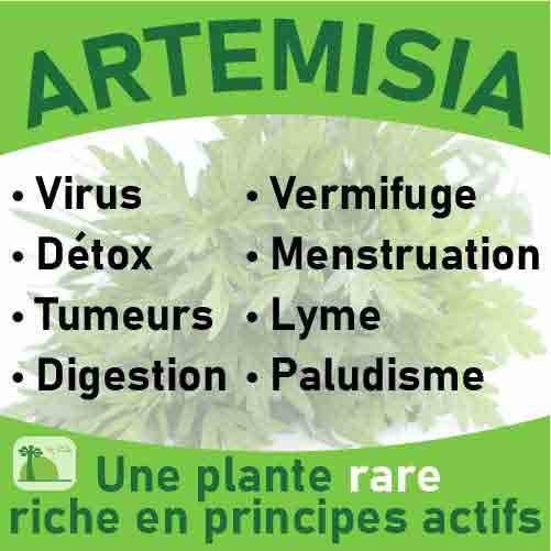 Artemisia, le laboratoire Biologiquement des plantes rares riches en principes actifs.