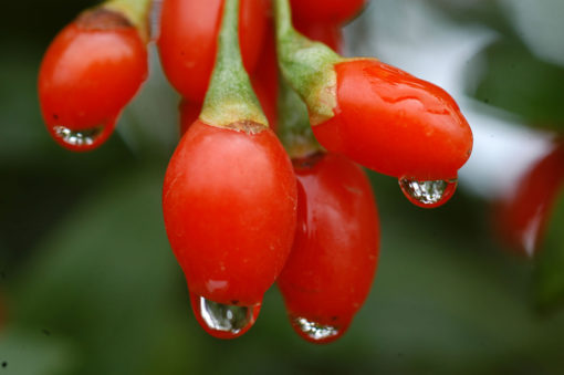 Baies de Goji – Image 3