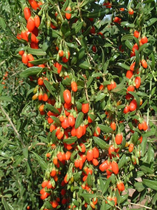 Baies de Goji – Image 6