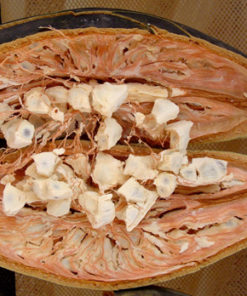 Le fruit de baobab bio Baomix produit par Biologiquement