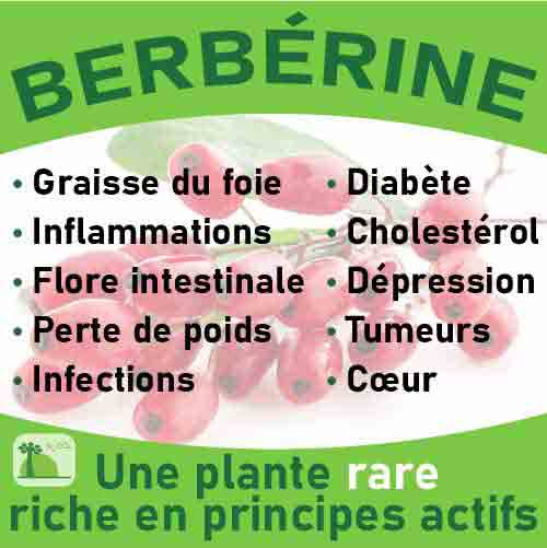 Berbérine, le laboratoire Biologiquement des plantes rares riches en principes actifs.