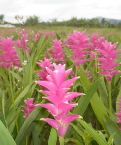 La plante de Curcuma bio anticancer