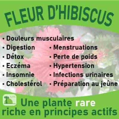 Fleur hibiscus, le laboratoire Biologiquement des plantes rares riches en principes actifs.