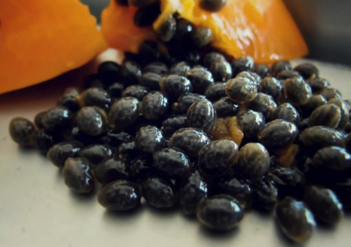 Graines de fruit de papaye riche en antioxydants et anticancer
