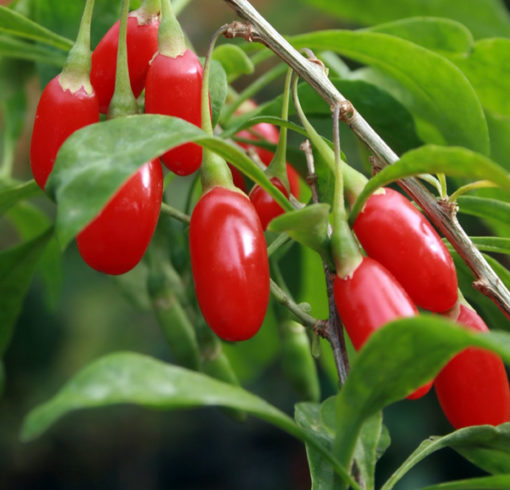 Gélules de Goji Himalaya – Image 3