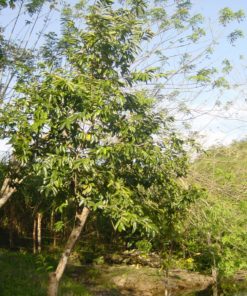 Corossolier l'arbre qui produit des feuilles anticancer