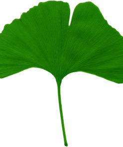 Le Ginkgo Biloba bio favorise le renforcement du système immunitaire en profondeur et protège les cellules grâce à une action anti-oxydante profonde.