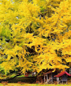 Le Ginkgo Biloba bio favorise le renforcement du système immunitaire en profondeur et protège les cellules grâce à une action anti-oxydante profonde.