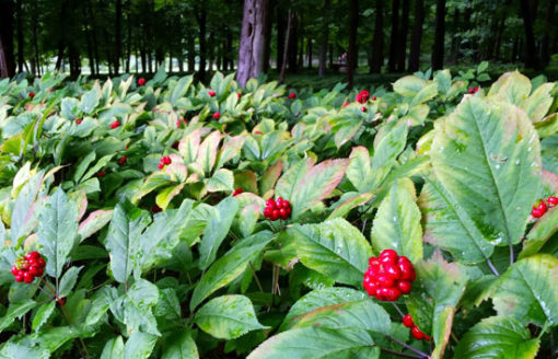 Gélules de Ginseng rouge – Image 7