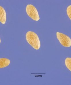 Armoise annuelle bio Artemisia annua riche en artemisinine plante feuille tige anticancer naturel en tisanes ou en gélules