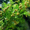 Armoise annuelle bio Artemisia annua riche en artemisinine plante feuille tige anticancer naturel en tisanes ou en gélules