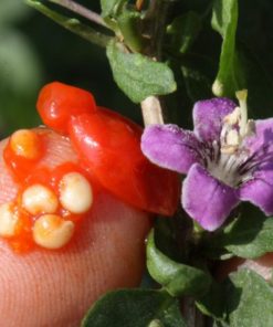La fleur et les graines de Goji bio Himalaya produit par Biologiquement