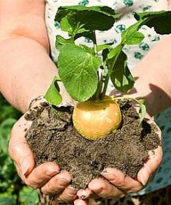 La poudre de racine de Maca bio du pérou un aphrodisiaque naturel pour les problèmes de ménopause ou d'infertilité