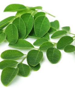 Feuilles de Moringa bio fraîches