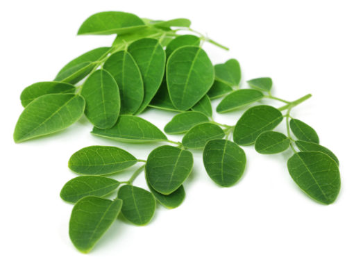 Feuilles de Moringa bio fraîches