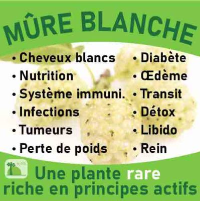 Mûre blanche, le laboratoire Biologiquement des plantes rares riches en principes actifs.