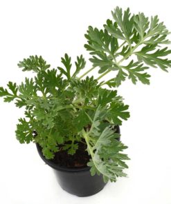 Armoise annuelle bio Artemisia annua riche en artemisinine plante feuille tige anticancer naturel en tisanes ou en gélules