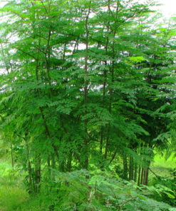 L'arbre de Moringa bio produit par Biologiquement