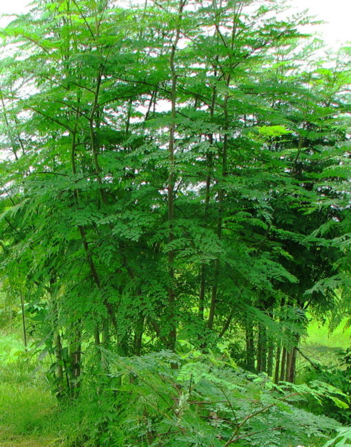 L'arbre de Moringa bio produit par Biologiquement