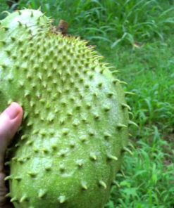 Le fruit du corossolier, le graviola corossol un anticancer naturel puissant