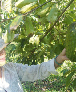 Récolte du graviola corossol, production de Biologiquement au Vietnam