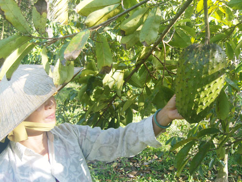 Récolte du graviola corossol, production de Biologiquement au Vietnam