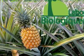 La bromélaïne broméline traitement anti-cancer naturel extrait de l’ananas