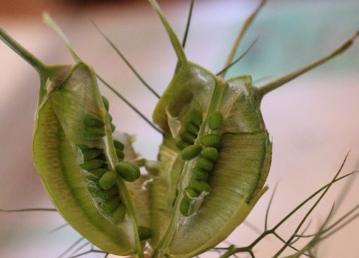 La graines de Nigelle bio nigella sativa plante pour le traitement anti-cancer naturel puissant