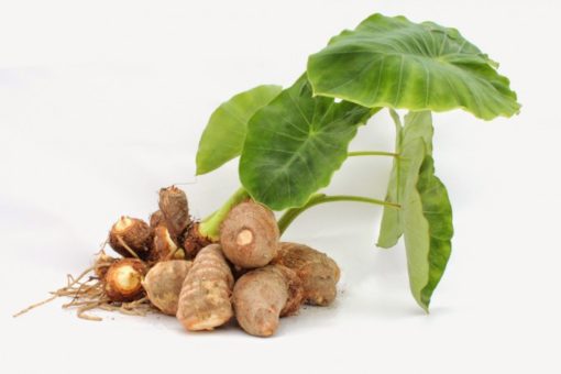 Yam igname sauvage bio traitement du cancer et soulage de la ménopause avec la DHEA