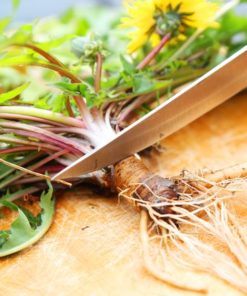 La racine de Pissenlit bio taraxacum un anti-cancer naturel puissant