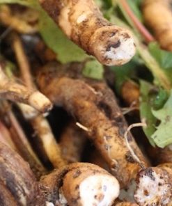 La racine de Pissenlit bio taraxacum un anti-cancer naturel puissant