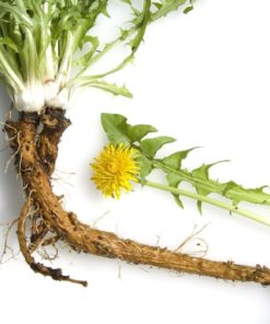 La racine de Pissenlit bio taraxacum un anti-cancer naturel puissant