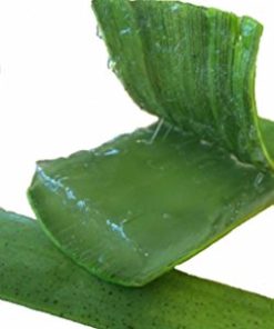 L’aloe vera plante gel traitement anti-cancer naturel traitement des ulcères