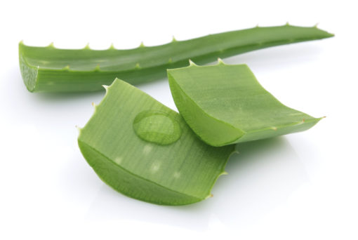 L’aloe vera plante gel traitement anti-cancer naturel traitement des ulcères