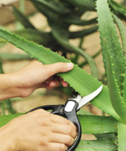 L’aloe vera plante gel traitement anti-cancer naturel traitement des ulcères