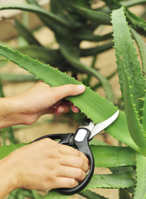 L’aloe vera plante gel traitement anti-cancer naturel traitement des ulcères