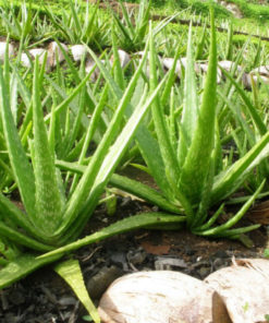 L’aloe vera plante gel traitement anti-cancer naturel traitement des ulcères