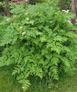 Armoise annuelle bio Artemisia annua riche en artemisinine plante feuille tige anticancer naturel en tisanes ou en gélules
